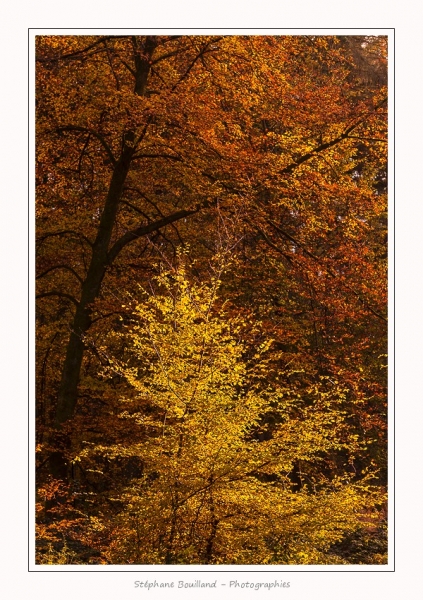 Foret_Crecy_Automne_2014_0001-border