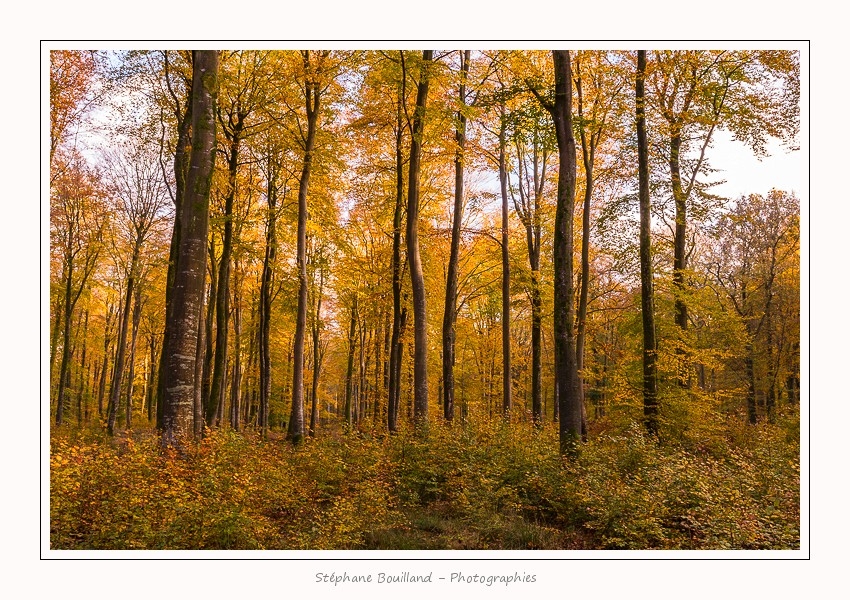 Foret_Crecy_Automne_2014_0004-border