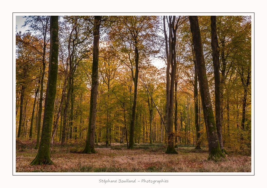 Foret_Crecy_Automne_2014_0006-border
