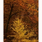 Foret_Crecy_Automne_2014_0001-border