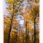 Foret_Crecy_Automne_2014_0002-border