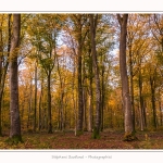 Foret_Crecy_Automne_2014_0003-border