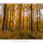 Foret_Crecy_Automne_2014_0004-border