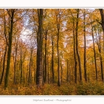 Foret_Crecy_Automne_2014_0005-border