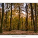 Foret_Crecy_Automne_2014_0006-border