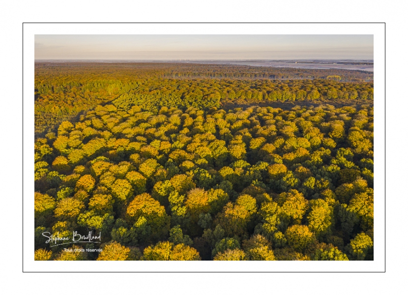 La forêt de Crécy en automne (vue aérienne)