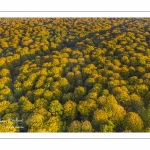 La forêt de Crécy en automne (vue aérienne)