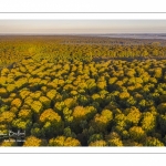 La forêt de Crécy en automne (vue aérienne)