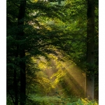 Rayon de lumiÃ¨re Ã  travers les branches d'arbre et la brume matinale en forÃªt de CrÃ©cy - Saison : Ã©tÃ© - Lieu : ForÃªt de CrÃ©cy, CrÃ©cy-en-Ponthieu,  Somme, Picardie, France.