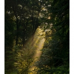 Rayon de lumiÃ¨re Ã  travers les branches d'arbre et la brume matinale en forÃªt de CrÃ©cy - Saison : Ã©tÃ© - Lieu : ForÃªt de CrÃ©cy, CrÃ©cy-en-Ponthieu,  Somme, Picardie, France.