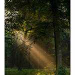 Rayon de lumiÃ¨re Ã  travers les branches d'arbre et la brume matinale en forÃªt de CrÃ©cy - Saison : Ã©tÃ© - Lieu : ForÃªt de CrÃ©cy, CrÃ©cy-en-Ponthieu,  Somme, Picardie, France.