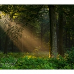 Rayon de lumiÃ¨re Ã  travers les branches d'arbre et la brume matinale en forÃªt de CrÃ©cy - Saison : Ã©tÃ© - Lieu : ForÃªt de CrÃ©cy, CrÃ©cy-en-Ponthieu,  Somme, Picardie, France.