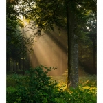 Rayon de lumiÃ¨re Ã  travers les branches d'arbre et la brume matinale en forÃªt de CrÃ©cy - Saison : Ã©tÃ© - Lieu : ForÃªt de CrÃ©cy, CrÃ©cy-en-Ponthieu,  Somme, Picardie, France.