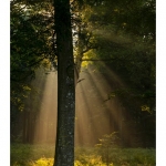 Rayon de lumiÃ¨re Ã  travers les branches d'arbre et la brume matinale en forÃªt de CrÃ©cy - Saison : Ã©tÃ© - Lieu : ForÃªt de CrÃ©cy, CrÃ©cy-en-Ponthieu,  Somme, Picardie, France.