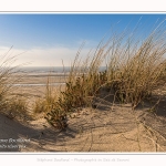 Les dunes du Marquenterre, entre Fort-Mahon et la Baie d'Authie - Saison : Hiver - Lieu : Fort-Mahon, Côte Picarde, Somme, Picardie, Hauts-de-France, France. The dunes of Marquenterre, between Fort-Mahon and the Bay of Authie - Season: Winter - Location: Fort-Mahon, Picardy Coast, Somme, Picardy, Hauts-de-France, France.