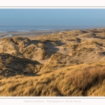 Les dunes du Marquenterre, entre Fort-Mahon et la Baie d'Authie - Saison : Hiver - Lieu : Fort-Mahon, Côte Picarde, Somme, Picardie, Hauts-de-France, France. The dunes of Marquenterre, between Fort-Mahon and the Bay of Authie - Season: Winter - Location: Fort-Mahon, Picardy Coast, Somme, Picardy, Hauts-de-France, France.