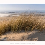 Les dunes du Marquenterre, entre Fort-Mahon et la Baie d'Authie - Saison : Hiver - Lieu : Fort-Mahon, Côte Picarde, Somme, Picardie, Hauts-de-France, France. The dunes of Marquenterre, between Fort-Mahon and the Bay of Authie - Season: Winter - Location: Fort-Mahon, Picardy Coast, Somme, Picardy, Hauts-de-France, France.