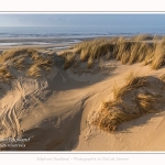 Les dunes du Marquenterre, entre Fort-Mahon et la Baie d'Authie - Saison : Hiver - Lieu : Fort-Mahon, Côte Picarde, Somme, Picardie, Hauts-de-France, France. The dunes of Marquenterre, between Fort-Mahon and the Bay of Authie - Season: Winter - Location: Fort-Mahon, Picardy Coast, Somme, Picardy, Hauts-de-France, France.