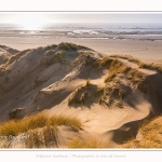 Les dunes du Marquenterre, entre Fort-Mahon et la Baie d'Authie - Saison : Hiver - Lieu : Fort-Mahon, Côte Picarde, Somme, Picardie, Hauts-de-France, France. The dunes of Marquenterre, between Fort-Mahon and the Bay of Authie - Season: Winter - Location: Fort-Mahon, Picardy Coast, Somme, Picardy, Hauts-de-France, France.