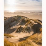 Les dunes du Marquenterre, entre Fort-Mahon et la Baie d'Authie - Saison : Hiver - Lieu : Fort-Mahon, Côte Picarde, Somme, Picardie, Hauts-de-France, France. The dunes of Marquenterre, between Fort-Mahon and the Bay of Authie - Season: Winter - Location: Fort-Mahon, Picardy Coast, Somme, Picardy, Hauts-de-France, France.