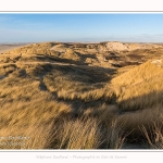 Les dunes du Marquenterre, entre Fort-Mahon et la Baie d'Authie - Saison : Hiver - Lieu : Fort-Mahon, Côte Picarde, Somme, Picardie, Hauts-de-France, France. The dunes of Marquenterre, between Fort-Mahon and the Bay of Authie - Season: Winter - Location: Fort-Mahon, Picardy Coast, Somme, Picardy, Hauts-de-France, France.