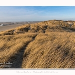 Les dunes du Marquenterre, entre Fort-Mahon et la Baie d'Authie - Saison : Hiver - Lieu : Fort-Mahon, Côte Picarde, Somme, Picardie, Hauts-de-France, France. The dunes of Marquenterre, between Fort-Mahon and the Bay of Authie - Season: Winter - Location: Fort-Mahon, Picardy Coast, Somme, Picardy, Hauts-de-France, France.