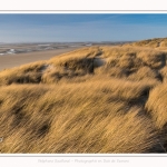 Les dunes du Marquenterre, entre Fort-Mahon et la Baie d'Authie - Saison : Hiver - Lieu : Fort-Mahon, Côte Picarde, Somme, Picardie, Hauts-de-France, France. The dunes of Marquenterre, between Fort-Mahon and the Bay of Authie - Season: Winter - Location: Fort-Mahon, Picardy Coast, Somme, Picardy, Hauts-de-France, France.