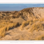 Les dunes du Marquenterre, entre Fort-Mahon et la Baie d'Authie - Saison : Hiver - Lieu : Fort-Mahon, Côte Picarde, Somme, Picardie, Hauts-de-France, France. The dunes of Marquenterre, between Fort-Mahon and the Bay of Authie - Season: Winter - Location: Fort-Mahon, Picardy Coast, Somme, Picardy, Hauts-de-France, France.