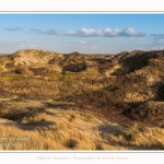 Les dunes du Marquenterre, entre Fort-Mahon et la Baie d'Authie - Saison : Hiver - Lieu : Fort-Mahon, Côte Picarde, Somme, Picardie, Hauts-de-France, France. The dunes of Marquenterre, between Fort-Mahon and the Bay of Authie - Season: Winter - Location: Fort-Mahon, Picardy Coast, Somme, Picardy, Hauts-de-France, France.