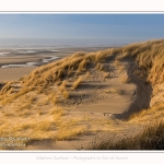 Les dunes du Marquenterre, entre Fort-Mahon et la Baie d'Authie - Saison : Hiver - Lieu : Fort-Mahon, Côte Picarde, Somme, Picardie, Hauts-de-France, France. The dunes of Marquenterre, between Fort-Mahon and the Bay of Authie - Season: Winter - Location: Fort-Mahon, Picardy Coast, Somme, Picardy, Hauts-de-France, France.