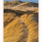 Les dunes du Marquenterre, entre Fort-Mahon et la Baie d'Authie - Saison : Hiver - Lieu : Fort-Mahon, Côte Picarde, Somme, Picardie, Hauts-de-France, France. The dunes of Marquenterre, between Fort-Mahon and the Bay of Authie - Season: Winter - Location: Fort-Mahon, Picardy Coast, Somme, Picardy, Hauts-de-France, France.