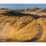 Les dunes du Marquenterre, entre Fort-Mahon et la Baie d'Authie - Saison : Hiver - Lieu : Fort-Mahon, Côte Picarde, Somme, Picardie, Hauts-de-France, France. The dunes of Marquenterre, between Fort-Mahon and the Bay of Authie - Season: Winter - Location: Fort-Mahon, Picardy Coast, Somme, Picardy, Hauts-de-France, France.