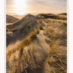 Les dunes du Marquenterre, entre Fort-Mahon et la Baie d'Authie - Saison : Hiver - Lieu : Fort-Mahon, Côte Picarde, Somme, Picardie, Hauts-de-France, France. The dunes of Marquenterre, between Fort-Mahon and the Bay of Authie - Season: Winter - Location: Fort-Mahon, Picardy Coast, Somme, Picardy, Hauts-de-France, France.