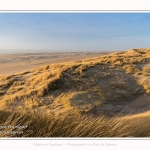 Les dunes du Marquenterre, entre Fort-Mahon et la Baie d'Authie - Saison : Hiver - Lieu : Fort-Mahon, Côte Picarde, Somme, Picardie, Hauts-de-France, France. The dunes of Marquenterre, between Fort-Mahon and the Bay of Authie - Season: Winter - Location: Fort-Mahon, Picardy Coast, Somme, Picardy, Hauts-de-France, France.