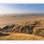 Les dunes du Marquenterre, entre Fort-Mahon et la Baie d'Authie - Saison : Hiver - Lieu : Fort-Mahon, Côte Picarde, Somme, Picardie, Hauts-de-France, France. The dunes of Marquenterre, between Fort-Mahon and the Bay of Authie - Season: Winter - Location: Fort-Mahon, Picardy Coast, Somme, Picardy, Hauts-de-France, France.