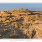 Les dunes du Marquenterre, entre Fort-Mahon et la Baie d'Authie - Saison : Hiver - Lieu : Fort-Mahon, Côte Picarde, Somme, Picardie, Hauts-de-France, France. The dunes of Marquenterre, between Fort-Mahon and the Bay of Authie - Season: Winter - Location: Fort-Mahon, Picardy Coast, Somme, Picardy, Hauts-de-France, France.