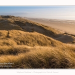 Les dunes du Marquenterre, entre Fort-Mahon et la Baie d'Authie - Saison : Hiver - Lieu : Fort-Mahon, Côte Picarde, Somme, Picardie, Hauts-de-France, France. The dunes of Marquenterre, between Fort-Mahon and the Bay of Authie - Season: Winter - Location: Fort-Mahon, Picardy Coast, Somme, Picardy, Hauts-de-France, France.