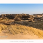 Les dunes du Marquenterre, entre Fort-Mahon et la Baie d'Authie - Saison : Hiver - Lieu : Fort-Mahon, Côte Picarde, Somme, Picardie, Hauts-de-France, France. The dunes of Marquenterre, between Fort-Mahon and the Bay of Authie - Season: Winter - Location: Fort-Mahon, Picardy Coast, Somme, Picardy, Hauts-de-France, France.