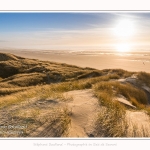 Les dunes du Marquenterre, entre Fort-Mahon et la Baie d'Authie - Saison : Hiver - Lieu : Fort-Mahon, Côte Picarde, Somme, Picardie, Hauts-de-France, France. The dunes of Marquenterre, between Fort-Mahon and the Bay of Authie - Season: Winter - Location: Fort-Mahon, Picardy Coast, Somme, Picardy, Hauts-de-France, France.