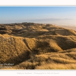 Les dunes du Marquenterre, entre Fort-Mahon et la Baie d'Authie - Saison : Hiver - Lieu : Fort-Mahon, Côte Picarde, Somme, Picardie, Hauts-de-France, France. The dunes of Marquenterre, between Fort-Mahon and the Bay of Authie - Season: Winter - Location: Fort-Mahon, Picardy Coast, Somme, Picardy, Hauts-de-France, France.