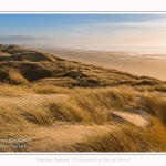 Les dunes du Marquenterre, entre Fort-Mahon et la Baie d'Authie - Saison : Hiver - Lieu : Fort-Mahon, Côte Picarde, Somme, Picardie, Hauts-de-France, France. The dunes of Marquenterre, between Fort-Mahon and the Bay of Authie - Season: Winter - Location: Fort-Mahon, Picardy Coast, Somme, Picardy, Hauts-de-France, France.