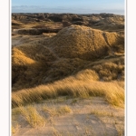 Les dunes du Marquenterre, entre Fort-Mahon et la Baie d'Authie - Saison : Hiver - Lieu : Fort-Mahon, Côte Picarde, Somme, Picardie, Hauts-de-France, France. The dunes of Marquenterre, between Fort-Mahon and the Bay of Authie - Season: Winter - Location: Fort-Mahon, Picardy Coast, Somme, Picardy, Hauts-de-France, France.