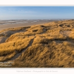 Les dunes du Marquenterre, entre Fort-Mahon et la Baie d'Authie - Saison : Hiver - Lieu : Fort-Mahon, Côte Picarde, Somme, Picardie, Hauts-de-France, France. The dunes of Marquenterre, between Fort-Mahon and the Bay of Authie - Season: Winter - Location: Fort-Mahon, Picardy Coast, Somme, Picardy, Hauts-de-France, France.