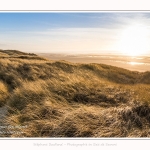 Les dunes du Marquenterre, entre Fort-Mahon et la Baie d'Authie - Saison : Hiver - Lieu : Fort-Mahon, Côte Picarde, Somme, Picardie, Hauts-de-France, France. The dunes of Marquenterre, between Fort-Mahon and the Bay of Authie - Season: Winter - Location: Fort-Mahon, Picardy Coast, Somme, Picardy, Hauts-de-France, France.