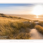 Les dunes du Marquenterre, entre Fort-Mahon et la Baie d'Authie - Saison : Hiver - Lieu : Fort-Mahon, Côte Picarde, Somme, Picardie, Hauts-de-France, France. The dunes of Marquenterre, between Fort-Mahon and the Bay of Authie - Season: Winter - Location: Fort-Mahon, Picardy Coast, Somme, Picardy, Hauts-de-France, France.