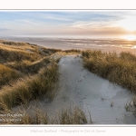 Les dunes du Marquenterre, entre Fort-Mahon et la Baie d'Authie - Saison : Hiver - Lieu : Fort-Mahon, Côte Picarde, Somme, Picardie, Hauts-de-France, France. The dunes of Marquenterre, between Fort-Mahon and the Bay of Authie - Season: Winter - Location: Fort-Mahon, Picardy Coast, Somme, Picardy, Hauts-de-France, France.