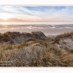 Les dunes du Marquenterre, entre Fort-Mahon et la Baie d'Authie - Saison : Hiver - Lieu : Fort-Mahon, Côte Picarde, Somme, Picardie, Hauts-de-France, France. The dunes of Marquenterre, between Fort-Mahon and the Bay of Authie - Season: Winter - Location: Fort-Mahon, Picardy Coast, Somme, Picardy, Hauts-de-France, France.