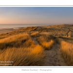 Coucher de soleil sur les dunes entre Fort-Mahon et la Baie d'Authie - Peu Ã  peu le soleil disparait Ã  l'horizon et colore le ciel au dessus des dunes du Marquenterre. Saison : Hiver - Lieu :  Fort-Mahon, cÃ´te Picarde, Somme, Picardie, France