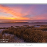 Coucher de soleil sur les dunes entre Fort-Mahon et la Baie d'Authie - Peu Ã  peu le soleil disparait Ã  l'horizon et colore le ciel au dessus des dunes du Marquenterre. Saison : Hiver - Lieu :  Fort-Mahon, cÃ´te Picarde, Somme, Picardie, France