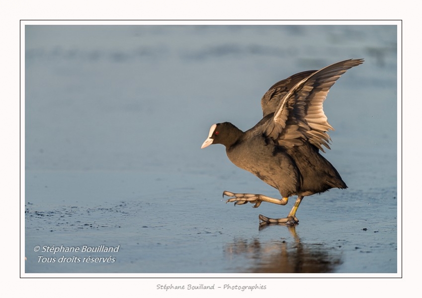 Foulque_Macroule_07_02_2015_021-border